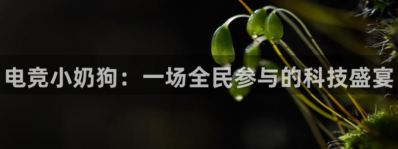 南宫电竞app：电竞小奶狗：一场全民参与的科技盛宴