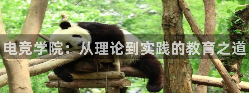 南宫电竞：电竞学院：从理论到实践的教育之道