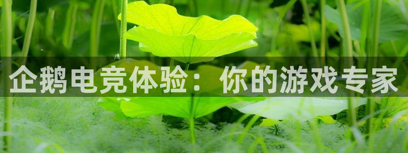 南宫电竞登陆：企鹅电竞体验：你的游戏专家